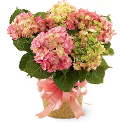 Hydrangea Plant from Maplehurst Florist, local flower shop in Essex Junction